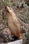 A mammal female sea lion at kangaroo island