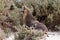 A mammal female sea lion at kangaroo island