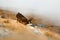 Mammal in the fog. Chamois, Rupicapra rupicapra, on the rocky hill with autumn grass, mountain in Gran Paradiso, Italy. Wildlife s