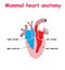 Mammal heart abatomy flat material design landing site isolated on white background vector illustration. education info graphic