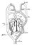 Mammal Heart, vintage illustration