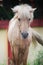 Mammal Livestock horse animal brown Plant Field day