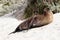 A mammal male sea lion drying at Seal Bay in Kangaroo Island