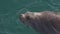 Mammal marine wild animal Steller Sea Lion Eumetopias Jubatus swim Pacific Ocean