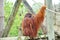 Mammal orangutan primate ape