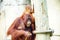 Mammal orangutan primate ape and her baby