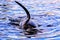 Mammal Orca Killer Whale Fish