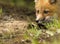 Mammal red fox D