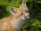 Mammal red fox G