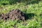 Mammal signs - European mole hill