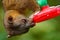 Mammal sucking sugar water from red feeder. Kinkajou, Potos flavus, tropic animal in the nature forest habitat. Mammal in Costa Ri