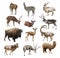 Mammals artiodactyl ruminant animals on white background isolated