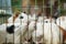 mammals, a collection of cute colored guinea pigs in a cage