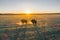 Mammals - European bison Bison bonasus on sundown