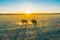 Mammals - European bison on sundown.