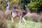 MAMMALS - Fallow Deer