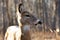 Mammals Female White Tailed Deer Forest Animals