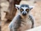 Mammals Primates Grey Ring Tailed Lemur Face Closeup