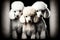 mammals purebred white little poodles on black background