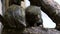 Mammals-Pygmy marmoset monkeys