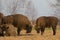 Mammals - wild nature European bison Bison bonasus Wisent herd standing on the field North Eastern part of Poland