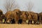 Mammals - wild nature European bison Bison bonasus Wisent herd standing on the field North Eastern part of Poland