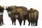 Mammals - wild nature European bison  Bison bonasus  Wisent herd standing on the meadow