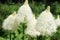 Mammary Bear Blossoms in Glacier National Park