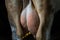 Mammary gland of a cow in the evening, full with milk