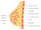 Mammary gland. Vector illustration showing cross section of female breast with the names of the constituent parts isolated on