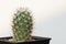 Mammilaria droegeana cactus