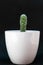 Mammilaria gracilis fragilis - succulent, cactus plant