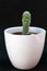 Mammilaria gracilis fragilis - succulent, cactus plant