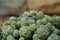 Mammilaria gracilis (slender), cactus family, Argentina