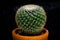 Mammillaria albilanata is a species of plant in the family Cactaceae. It is endemic to Mexico. Its natural habitat is hot deserts