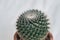 Mammillaria albilanata is a species of plant in the family Cactaceae. It is endemic to Mexico. Its natural habitat is hot deserts