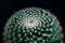 Mammillaria albilanata is a species of plant in the family Cactaceae. It is endemic to Mexico. Its natural habitat is hot deserts