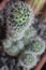 Mammillaria backebergiana 0498
