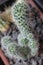 Mammillaria backebergiana 0499