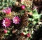 Mammillaria Backebergianna Or Pin Cushion Cactus
