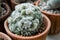 Mammillaria baumii cristata , Cactus planted in clay pots in the nursery