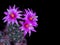 Mammillaria Benneckei, a type of cactus with hook spines There is a tuberous propagation. Clump together into a group. Blooming