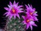 Mammillaria Benneckei, a type of cactus with hook spines There is a tuberous propagation. Clump together into a group. Blooming