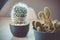 Mammillaria bocasana Cactus on a wooden desk