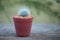 Mammillaria Bocasana in flower pot