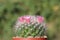 Mammillaria bocasana is an interesting cactus and blooms with a