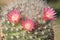 Mammillaria bocasana is an interesting cactus and blooms with a