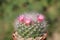 Mammillaria bocasana is an very interesting cactus and blooms wi