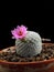 Mammillaria Cactus