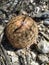 Mammillaria cactus with a brown spiny surface, consisting of multiple needles.